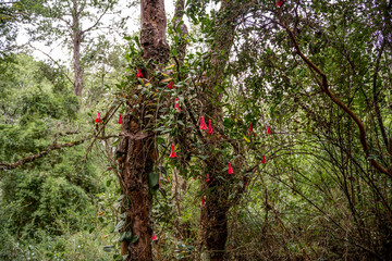 Horizontal shot of several Chilean copihues among the trunks of some trees.
