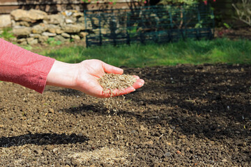 a hand sowing grass seed on to a garden patch - obrazy, fototapety, plakaty