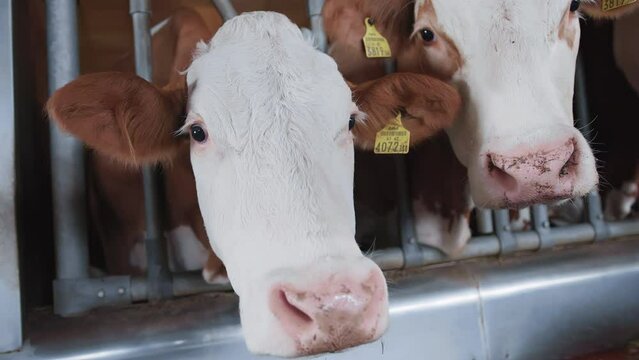 Close-up of white and brown cute clave. Dairy cows in farm. Animal husbandry. Mammals on farm. Modern, natural, factory, process, work, indoor, healthy, animals, bio, biological, calf, eating, farm