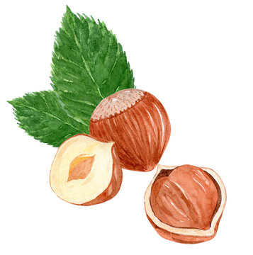 Watercolor hazelnut with leaves hand drawn illustration isolated on white