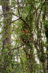 Vertical shot of several Chilean copihues in the trees