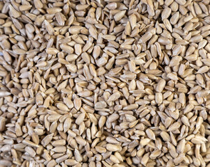 Sunflower Seeds Texture As Background.