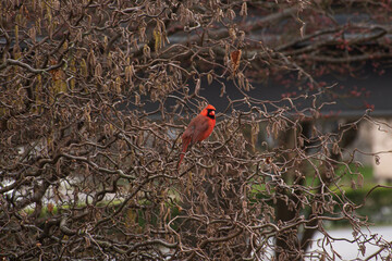 A red cardinal bird in brown twisted and tangled branches 