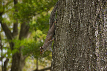 A squirrel on a tree