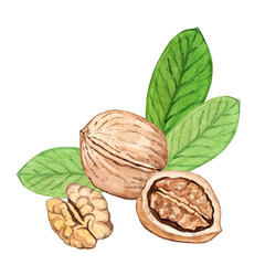 Watercolor walnut with leaves isolated on white background hand drawn illustration.