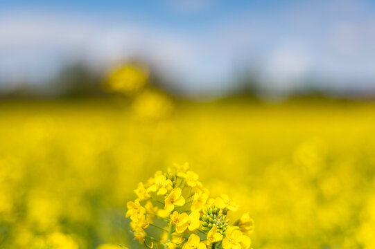 Flowering rapeseed with cloudy blue sky during springtime. Blooming canola fields, rape on the field in summer. Bright yellow rapeseed flowers © manuta