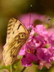 Obraz premium Mariposa amarilla en flor rosa de lantana