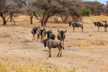 Herd of blue wildebeest (Connochaetes taurinus) in Tarangire National Park, Tanzania