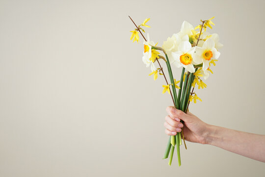 Beautiful bouquet of fresh yellow flowers of daffodils in the hand of a young woman on a gray background, space for text.