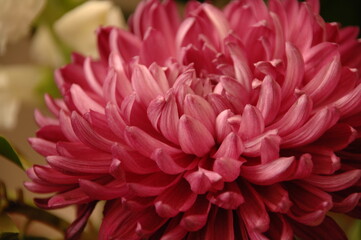 dahlia flower,hrysanthemum