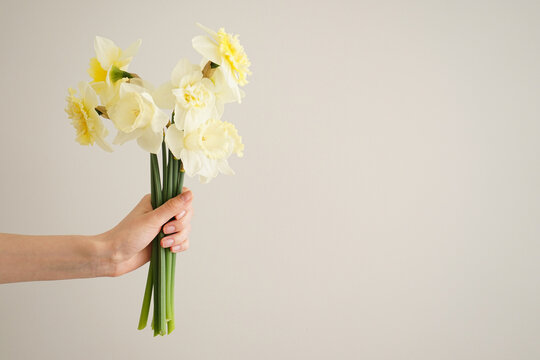 Beautiful bouquet of fresh yellow flowers of daffodils in the hand of a young woman on a gray background, space for text.