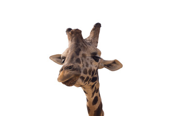 Head and neck of a giraffe on a white background. Close-up photograph of a giraffe's face. Giraffe isolated on white background.