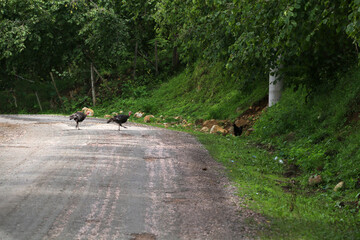 chickens and turkeys roaming the village for organic food	
