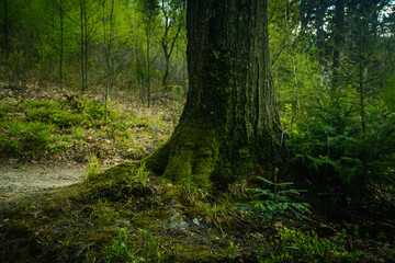 Konar drzewa i mech w lesie - obrazy, fototapety, plakaty