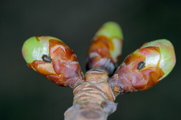 The Black Cherry Aphid or cherry blackfly (Myzus cerasi) on cherry buds in early spring. It is an...