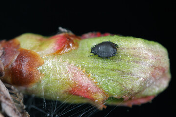 The Black Cherry Aphid or cherry blackfly (Myzus cerasi) on cherry buds in early spring. It is an...