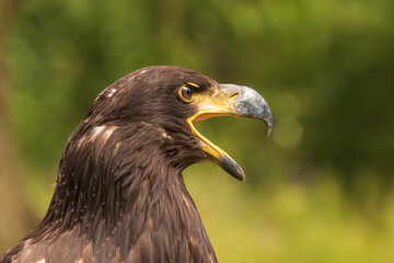 Portrait of a young bald eagle with an open beak.