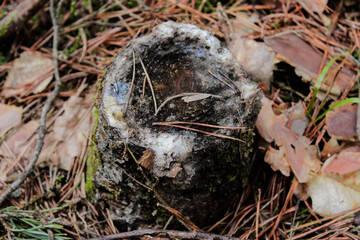 Detailed view of old rotten stump in the forest. Close up view of rotten tree trunk in the forest. Rotten mossy tree stump in the forest. Spring sunny day. Natural composition. Klevan, Ukraine.