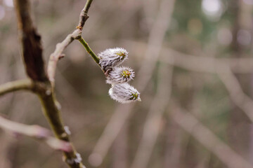 Beautiful pussy willow buds, flowers branches with rain drops background. Seasonal forest blooming spring vegetation. Opening buds of a waking bush or tree. Details and elements of nature.