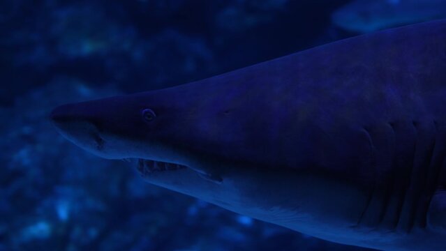 Close up of great shark swimming underwater, inhabitants of the sea world