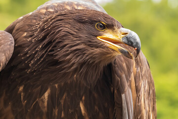 Portrait of a young bald eagle with an open beak.