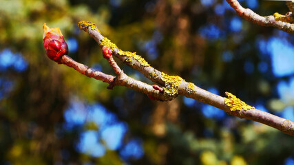A red blooming bud on a tree branch.
