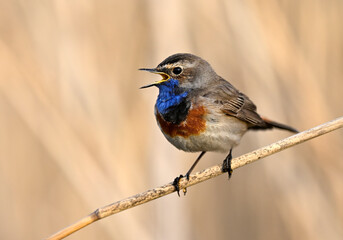 Fototapeta premium Bluethroat bird close up ( Luscinia svecica )