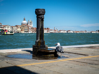 Obraz na płótnie Canvas seagull and fountain in venice with san marco