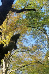 Beech trees in Autumn