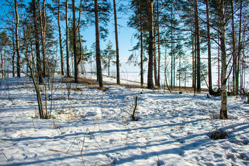 sunset in the winter forest
