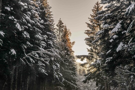 Photographie d'arbres enneig&eacute;s sous la lumi&egrave;re du soir