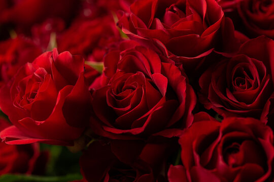Bouquet Of Beautiful red Roses. Trend color classic red. . Valentine's Day. Selective Focus. Roses wallpaper. Background.