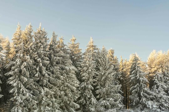 Photographie d'une rang&eacute;e d'arbres enneig&eacute;s en Auvergne
