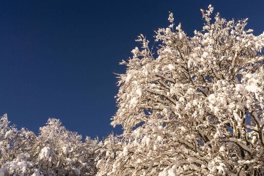 Photographie d'arbres enneig&eacute;s sous le ciel bleu en Auvergne