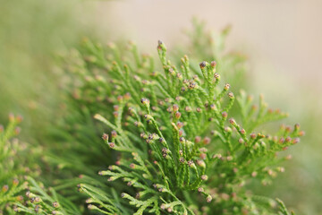 Beautiful leaves of Thuja trees on green background. Evergreen Thuja tree. Beautiful natural background. Spring nature. Thuja texture. Beautiful screensaver on your desktop. Natural green fence