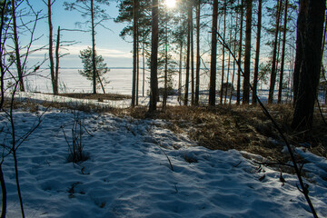 sunset in the winter forest