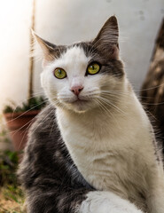 Gatita tomando el sol de la tarde