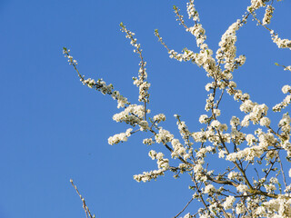 Branch with white flowering fruit buds.