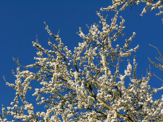 Branch with white flowering fruit buds.