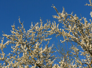 White flowers of an apple tree against the sky.