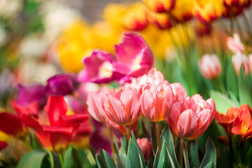 Multicolored tulips in a clearing... spring background