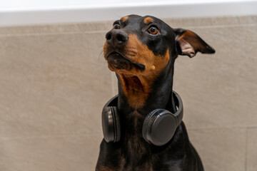 Portrait of funny cute german pinscher dog listening to music on wireless headphones, sitting at...