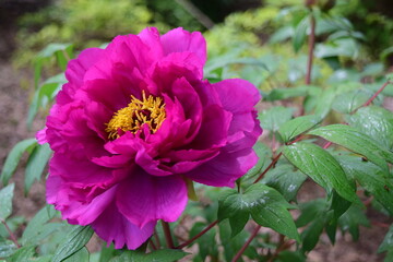 牡丹の花
