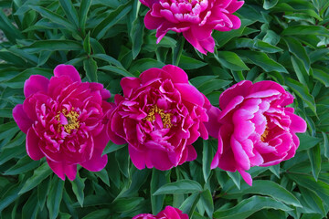 blooming peony flower in the garden against the background of bushes