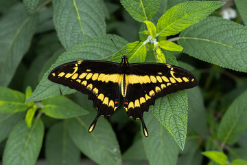 Giant Swallowtail butterfly standing on leaf in garden.