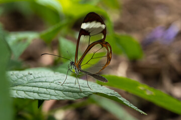 Glasswing Butterfly standing on leaf.