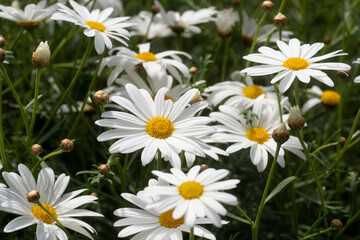 Margherite in primavera