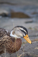 duck