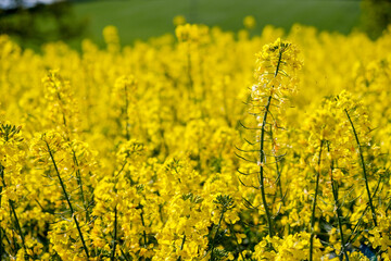 Close up of a field of rapeseed crop (canola) (Brassica napus), in full flower during spring in the UK