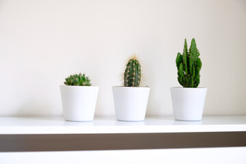 Small cacti plants potted in white pots for home decoration